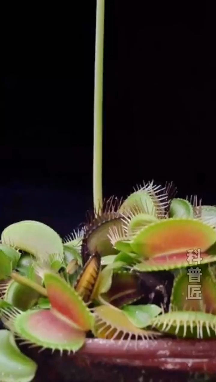 捕蝇草的花为什么长那么高？这样下面的陷阱就不会,误伤,那些给它传粉的昆虫