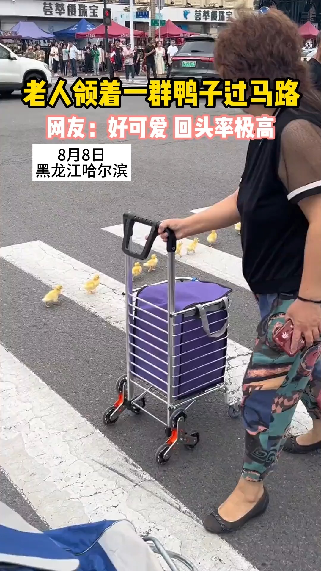 8月8日 黑龙江哈尔滨 老人领着一群鸭子过马路 网友：好可爱 回头率极高 