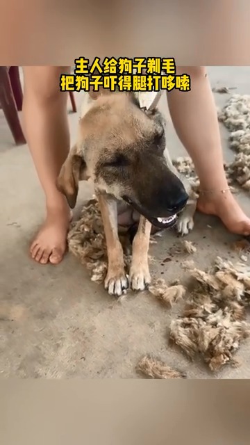 主人给狗子剃毛，把狗子吓得腿打哆嗦.