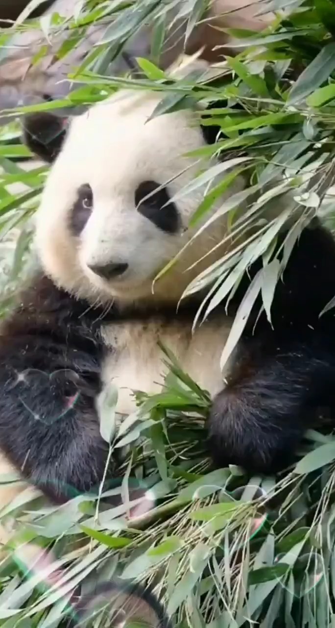 大熊猫有多萌 