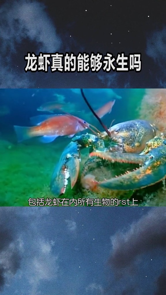 龙虾真的能够永生吗？