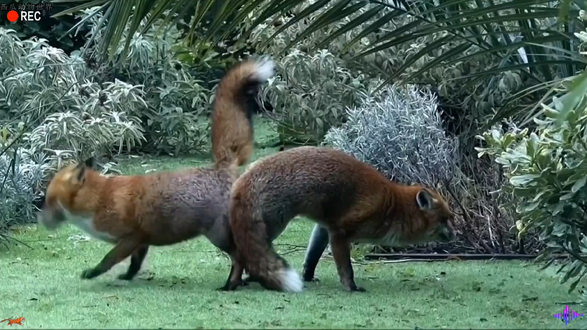 两只狐狸打架把尾巴粘在了一起，狐狸配对#神奇动物  #神评即是标题 #百万视友赐神评 