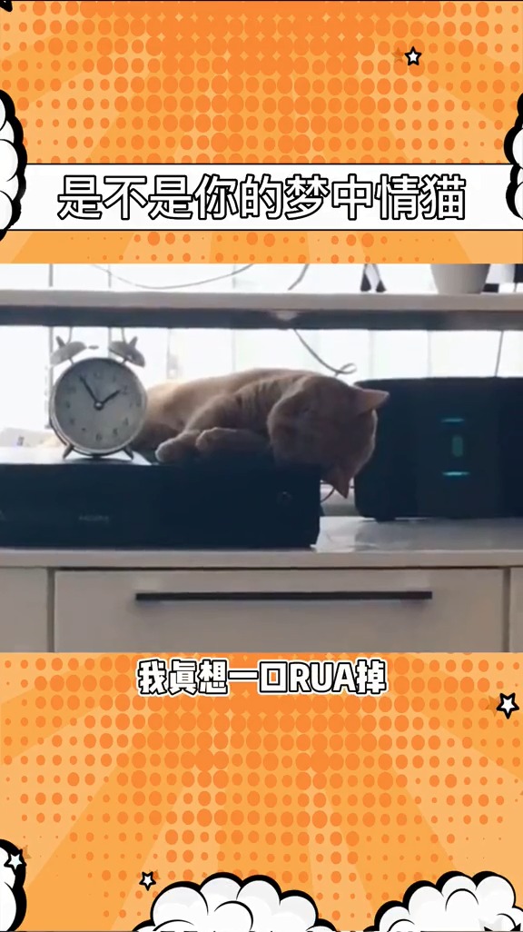 国外网友的猫打瞌睡掉下桌子被记录下来#专治不开心#动物的迷惑行为#搞笑