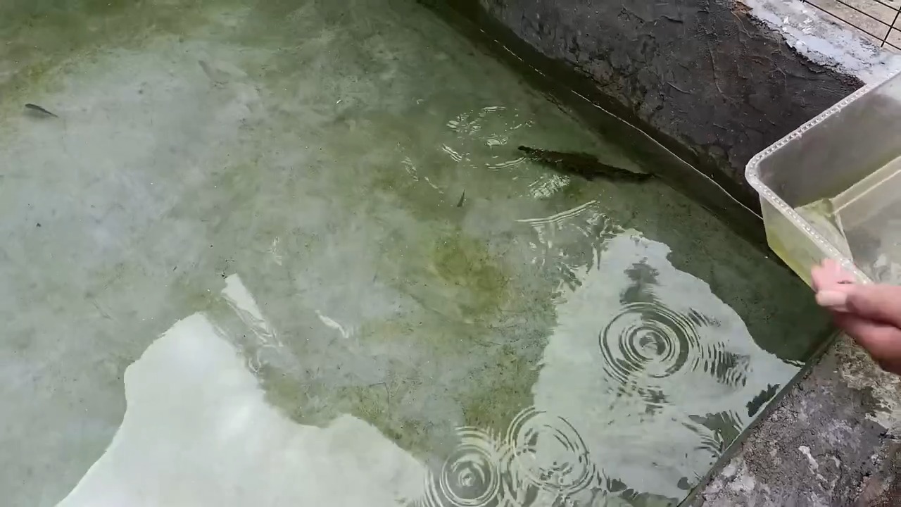 把鳄雀鳝和鳄龟放在1个鱼池里一起养，会发生什么呢？ 