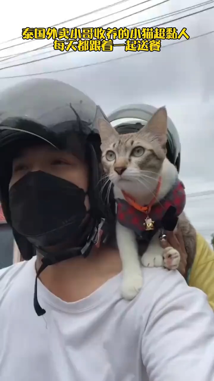 泰国外卖小哥收养的流浪猫超黏人，于是每天带着一起送餐