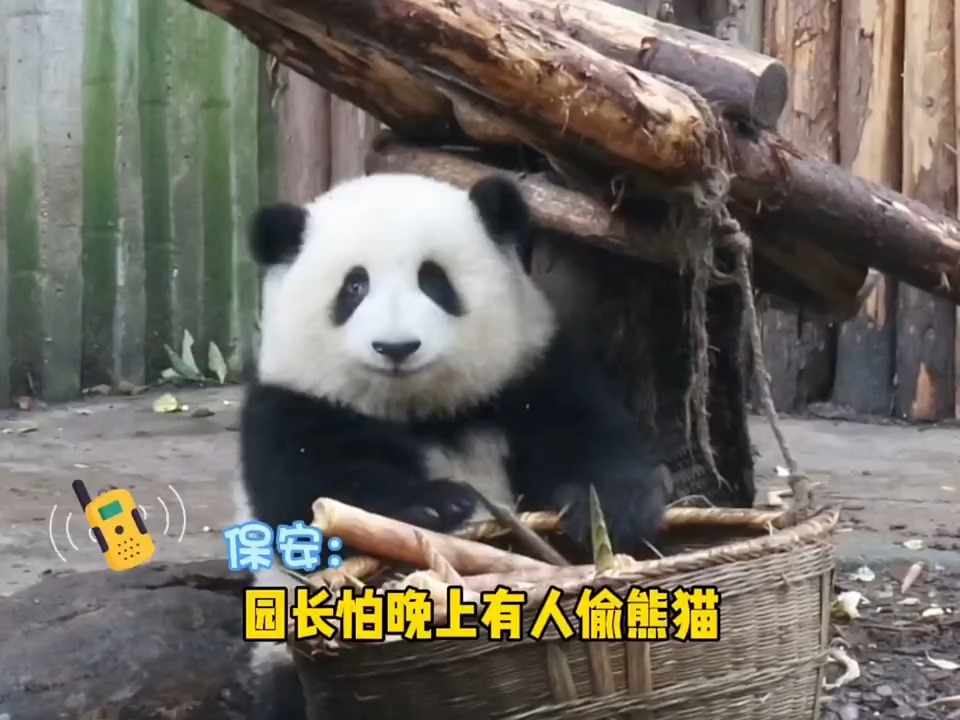 监控室保安能免费看熊猫，竟然还偷懒睡觉 