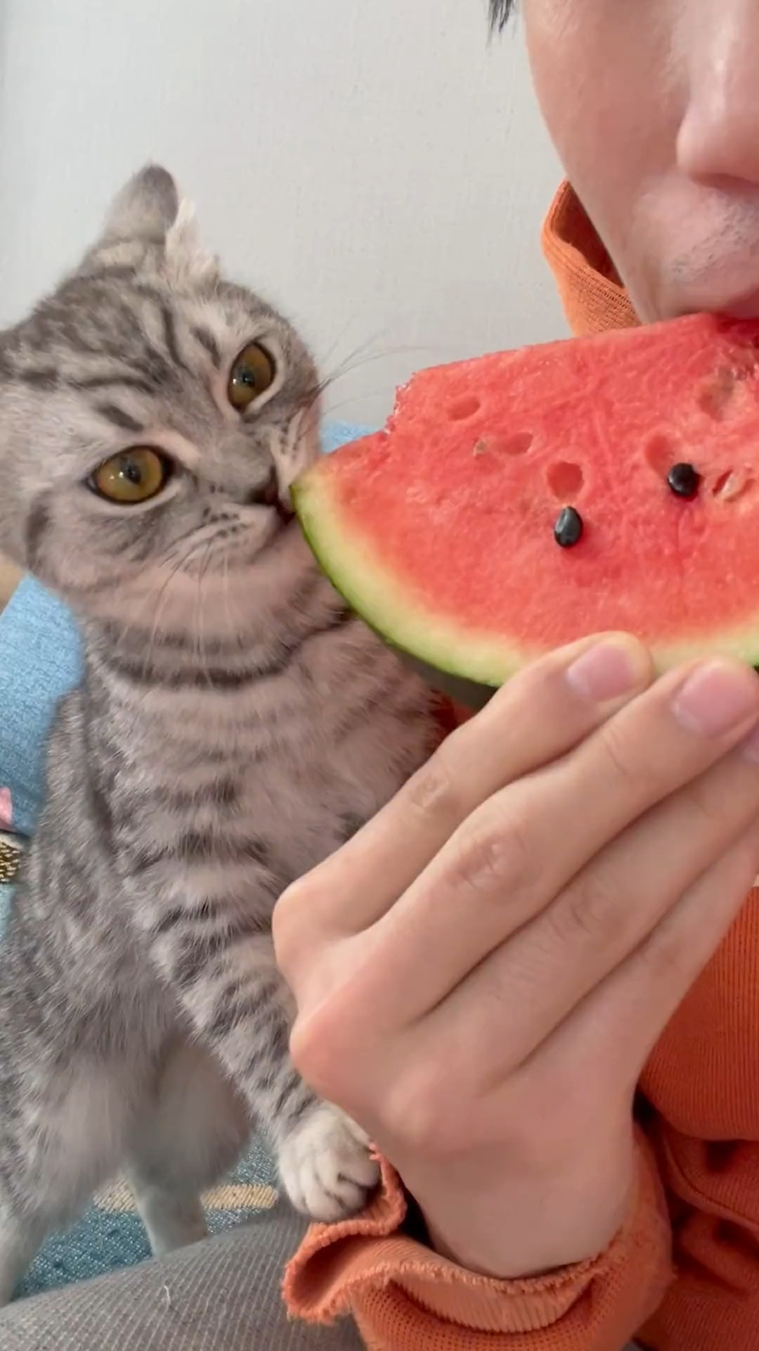 当一直吃西瓜皮的小猫咪突然吃到西瓜肉时，反应亮了~#猫咪的迷惑行为.#百万视友赐神评
