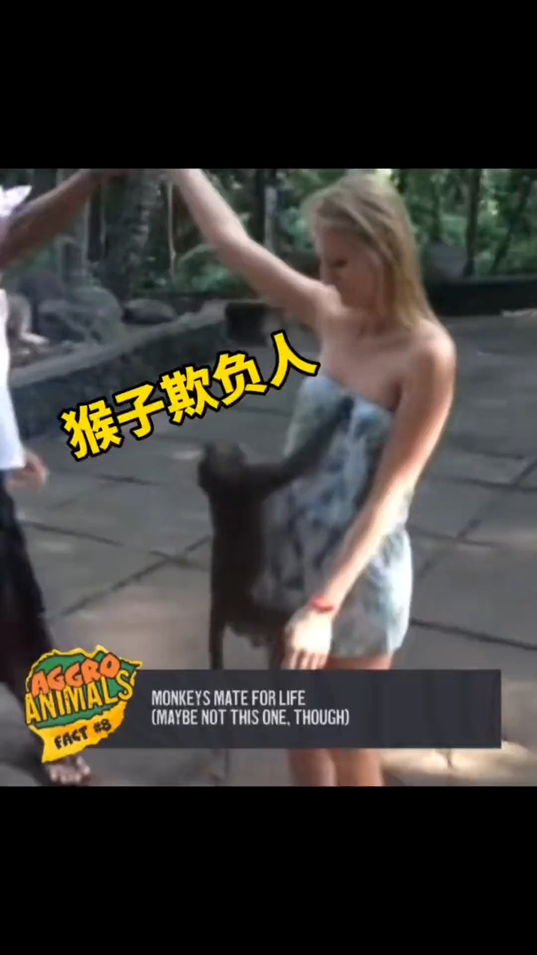 欺负人的猴子直接把女生连衣裙扒开 #猴子 #动物搞笑视频 #灵长类