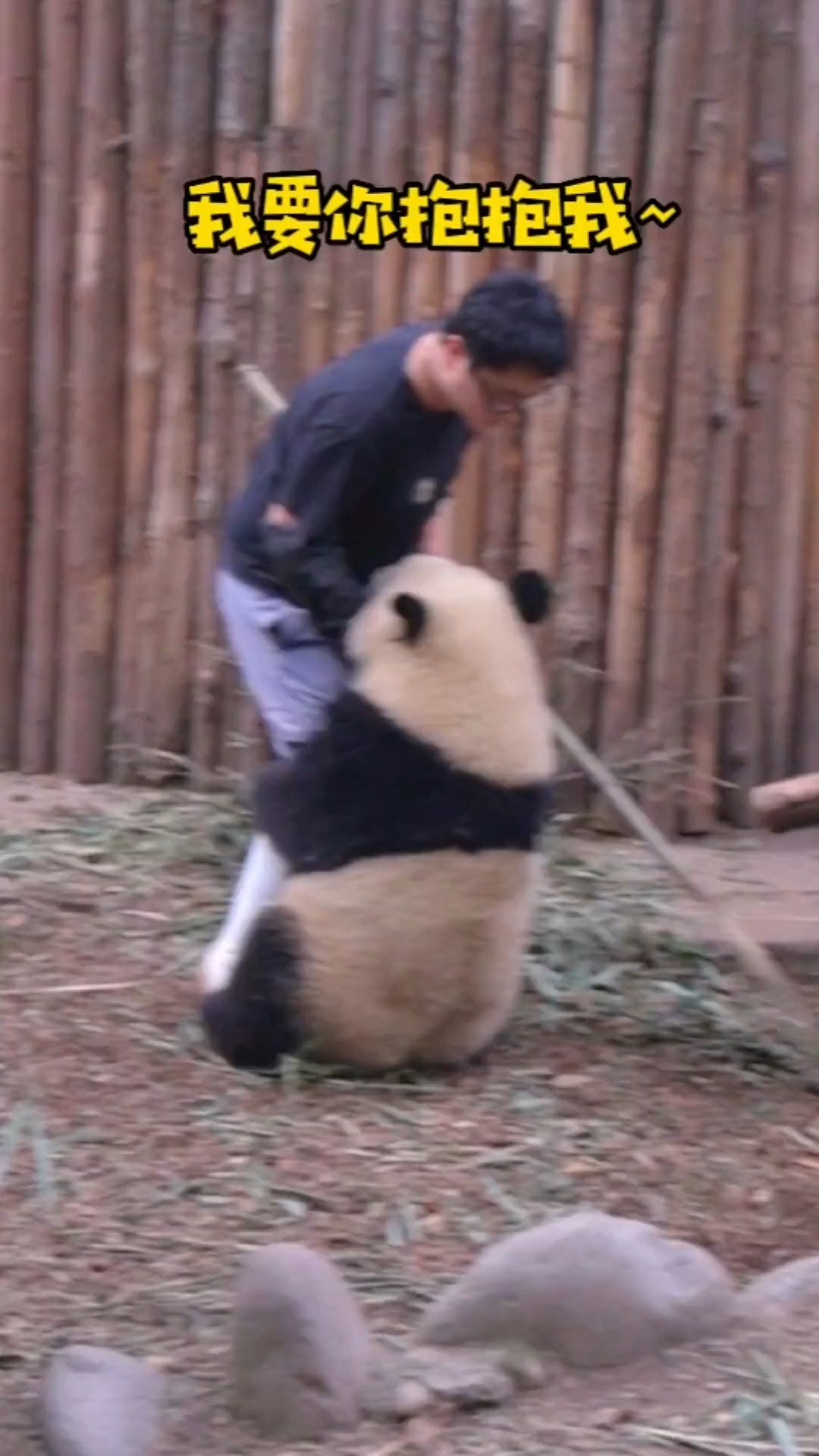 发箍奶爸：遇到这么会撒娇的熊猫怎嘛办？在线等！急！