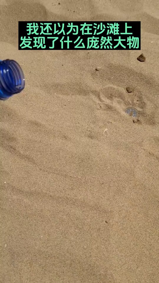 我还以为在沙滩上发现了什么庞然大物