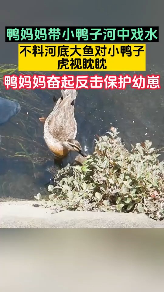 鸭妈妈带幼崽河中戏水，不料河底大鱼对小鸭子虎视眈眈