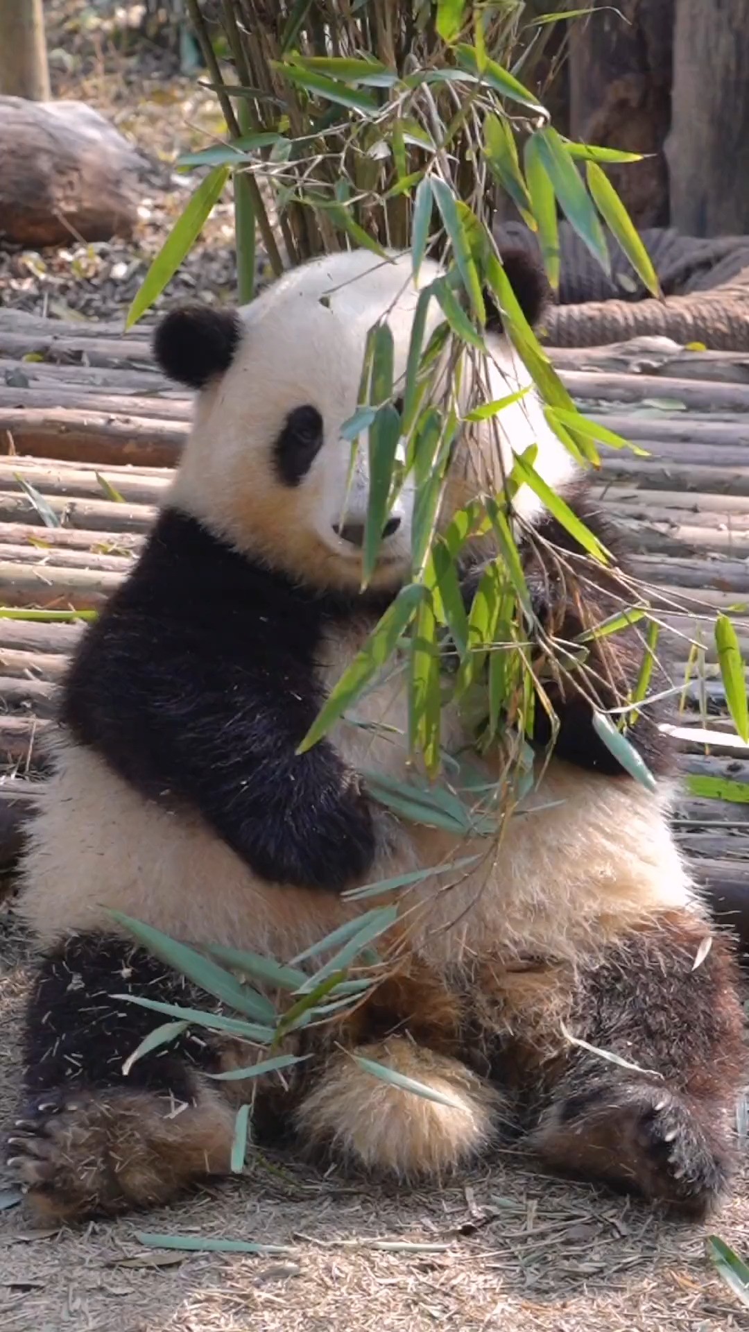  熊猫听懂四川话系列 ：看清楚了！谁说我没脖子呢？ 