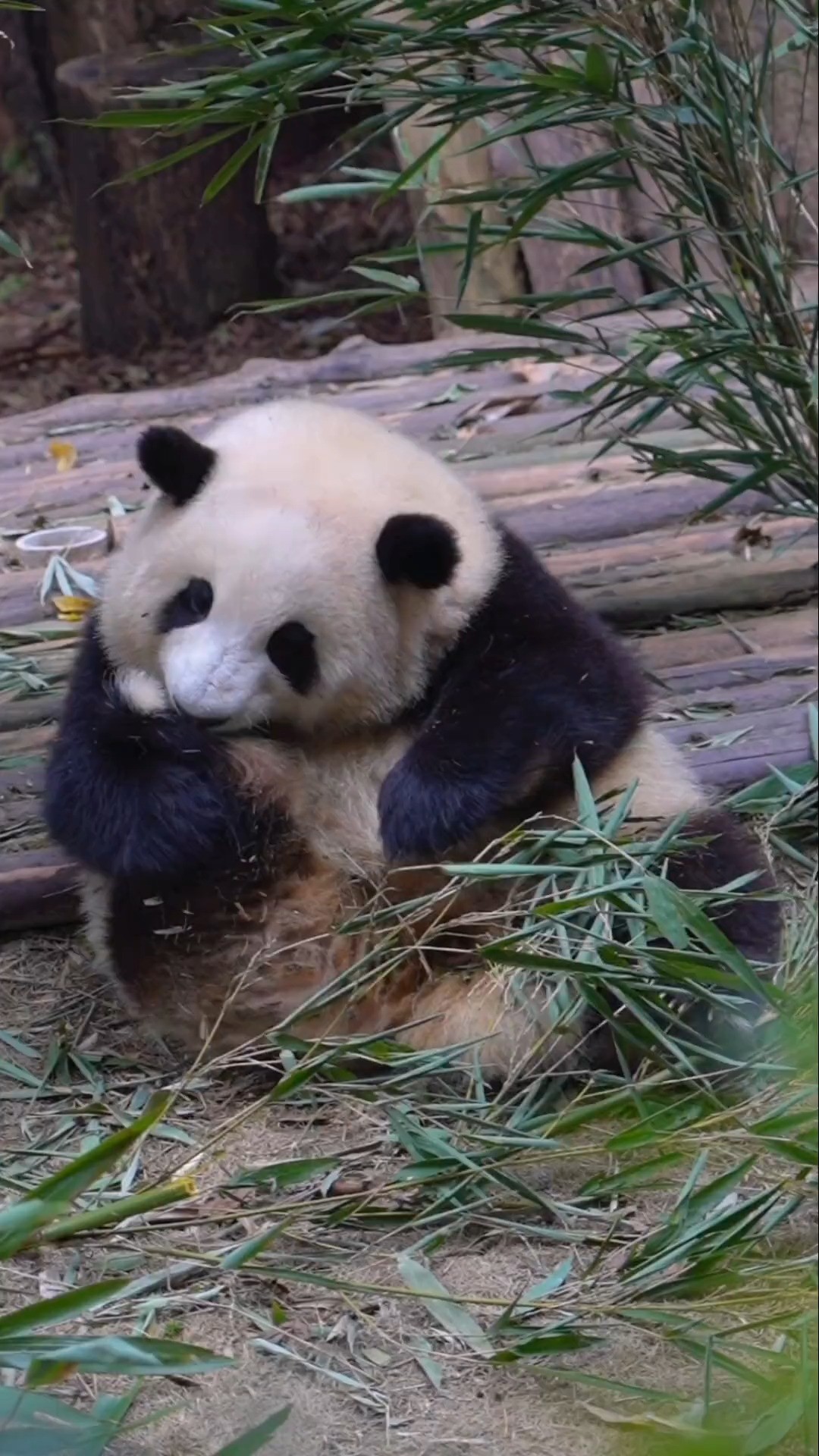 大熊猫和花 ：哎！基地简介就是搜最大的黑粉啊~