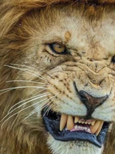 狮子和老虎究竟谁更厉害？用数据证明这场世纪之战谁是王者！