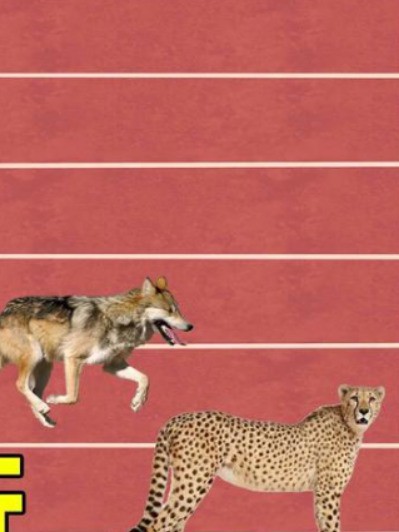 世界上最快的是什么？让我们来做个对比，猎豹排名第几？