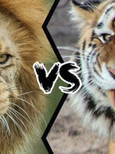 狮子和究竟谁更厉害？用数据证明这场世纪之战谁是王者！
