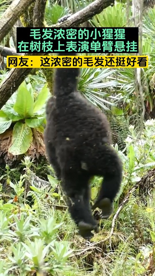 毛发浓密的小猩猩在树枝上表演单臂悬挂