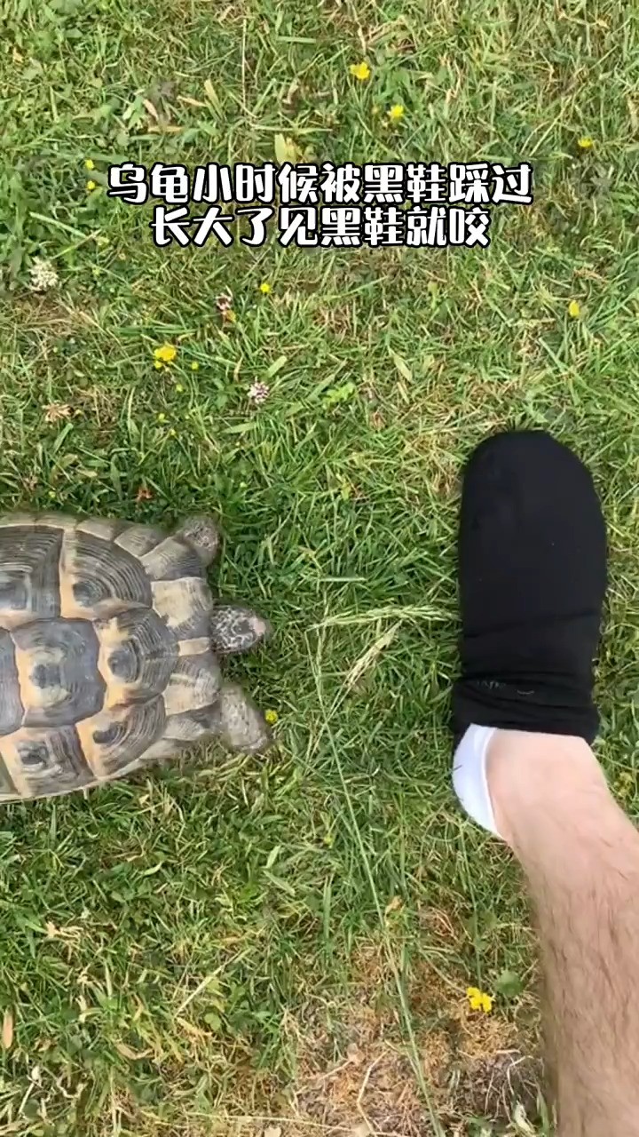 乌龟小时候被黑鞋踩过，长大后见到黑鞋就咬