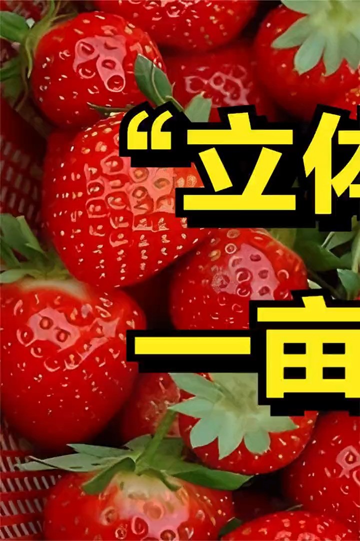 大叔用立体式种草莓的方法，一亩地赚8万元，年销售额达800万元！三农致富创业草莓 (1)