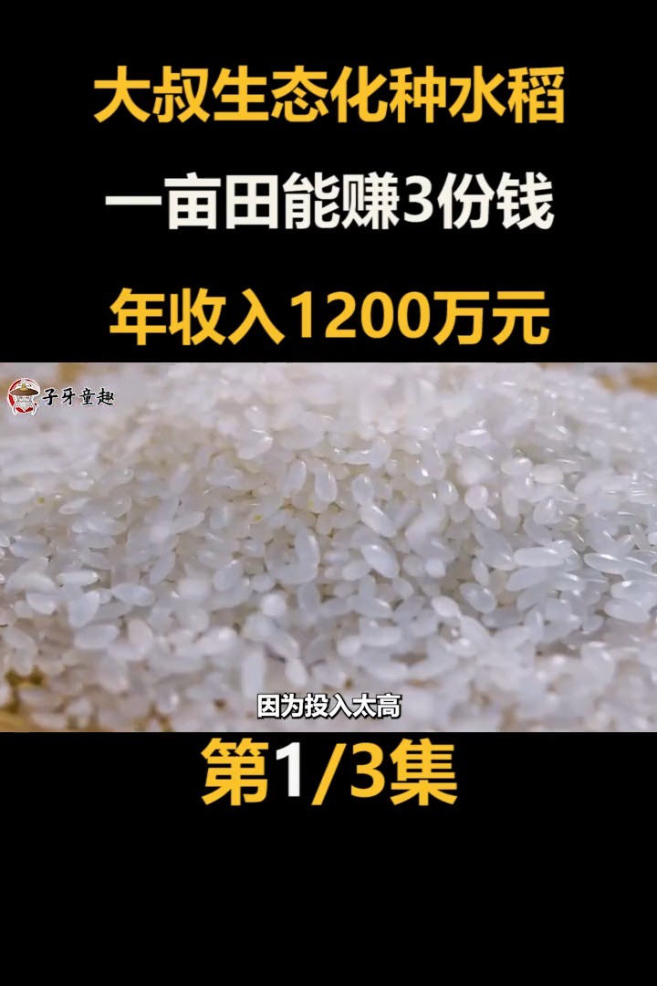 大叔生态化种水稻，一亩田能赚3份钱，年收入1200万元！三农致富创业水稻农业 (1)