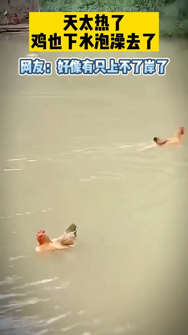 天太热了，鸡也下水泡澡去了！网友：好像有只上不了岸了！