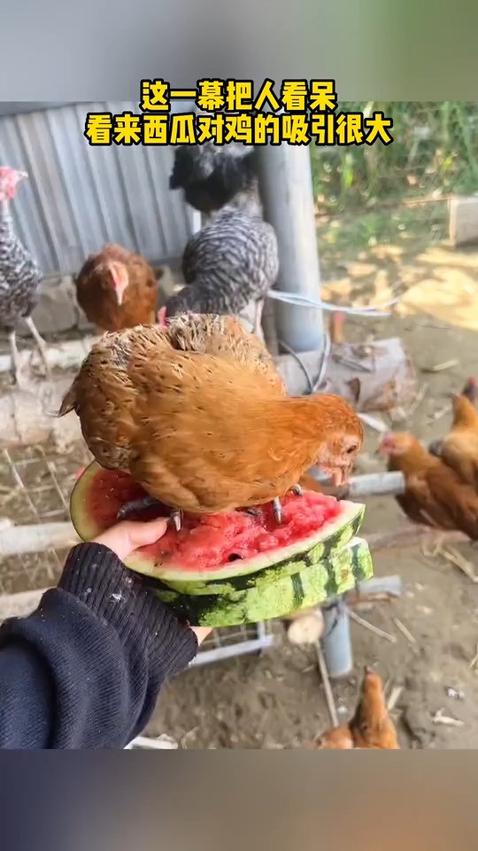 看来西瓜对鸡的吸引很大.