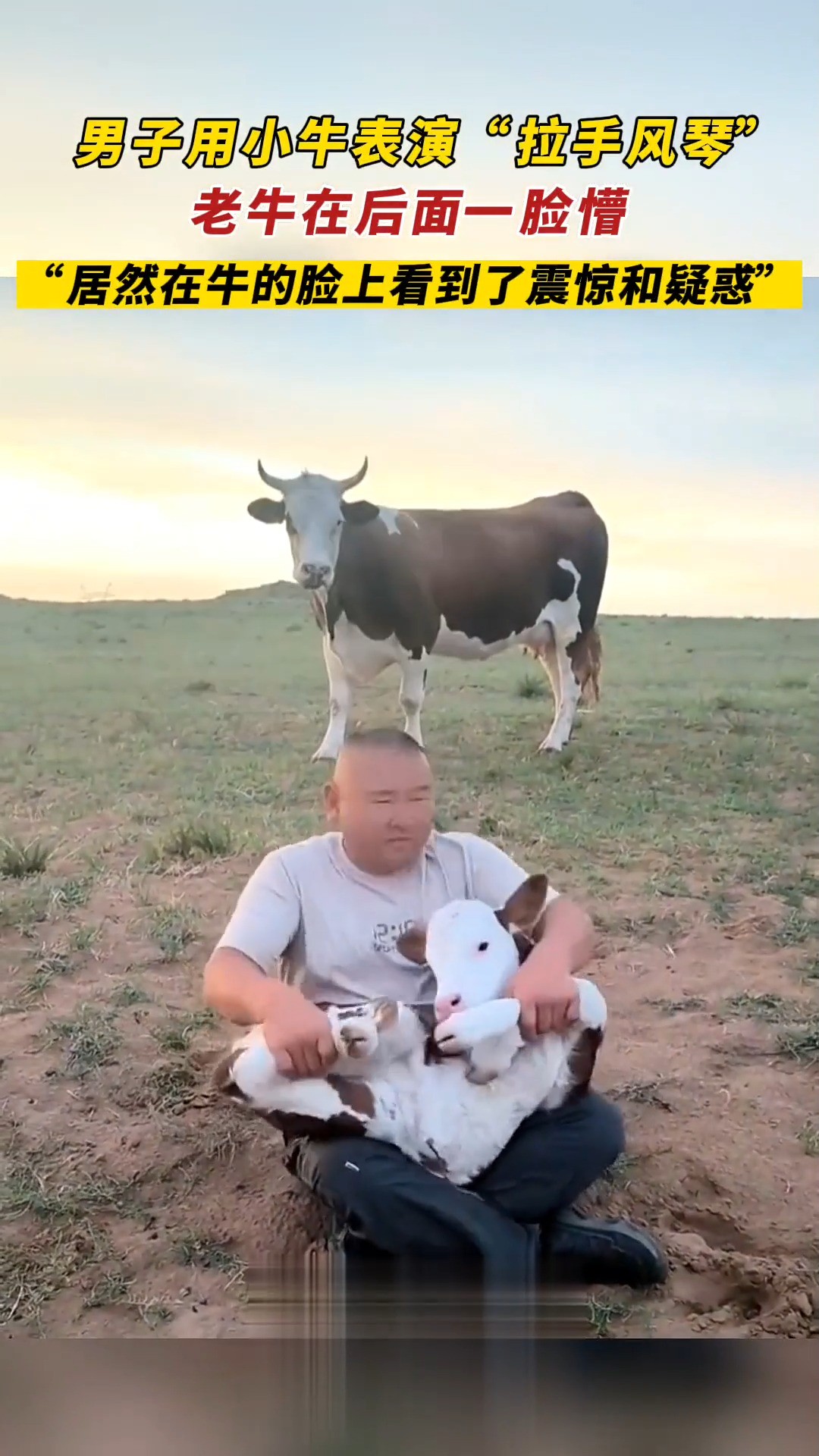 男子用小牛表演“拉手风琴”_老牛在后面一脸懵