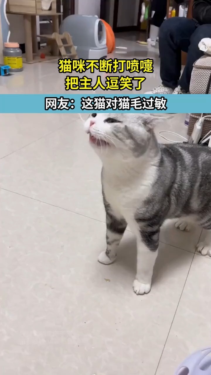 猫咪不断打喷嚏，把主人逗笑了，网友：这猫对猫毛过敏