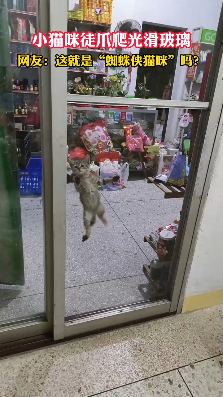 小猫咪徒爪爬光滑玻璃，网友：这就是“蜘蛛侠猫咪”吗？