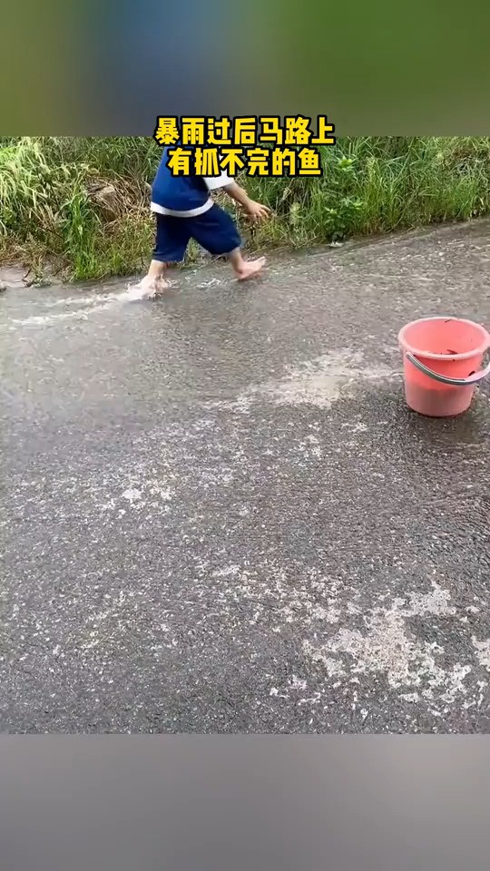 暴雨过后马路上有抓不完的鱼.