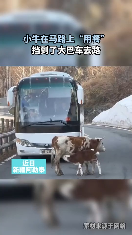 小牛在马路上用餐，挡到了大巴车去路，网友：都挺互相理解的！