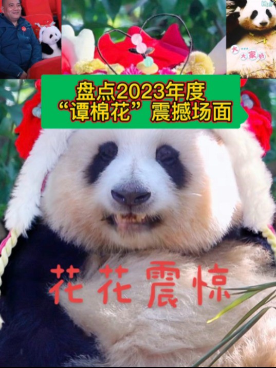 盘点2023年度，谭爷爷和大熊猫花花及弟弟和叶的这些经典又震撼的名场面，你还记得吗？

#萌宠成精了#大熊猫#大熊猫和花
