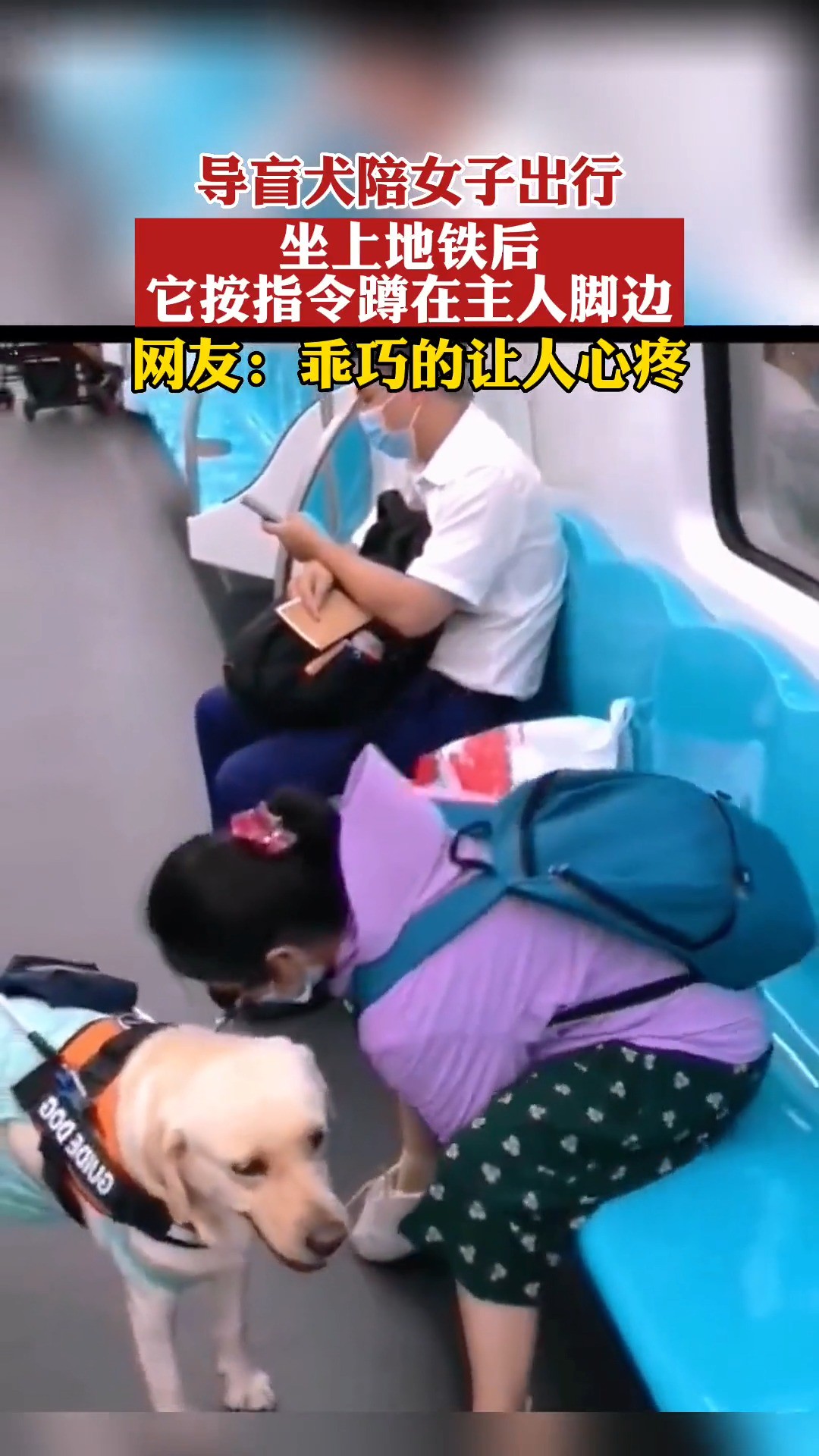 导盲犬陪女子出行，坐上地铁 按照指令蹲在主人旁边