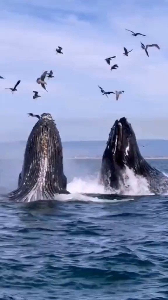 船长给大家分享神秘的海洋霸主座头鲸，生命可达120多岁，体长50多米，成年体重100吨左右