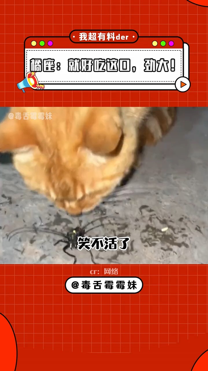 橘猫：哭着也要吃完！