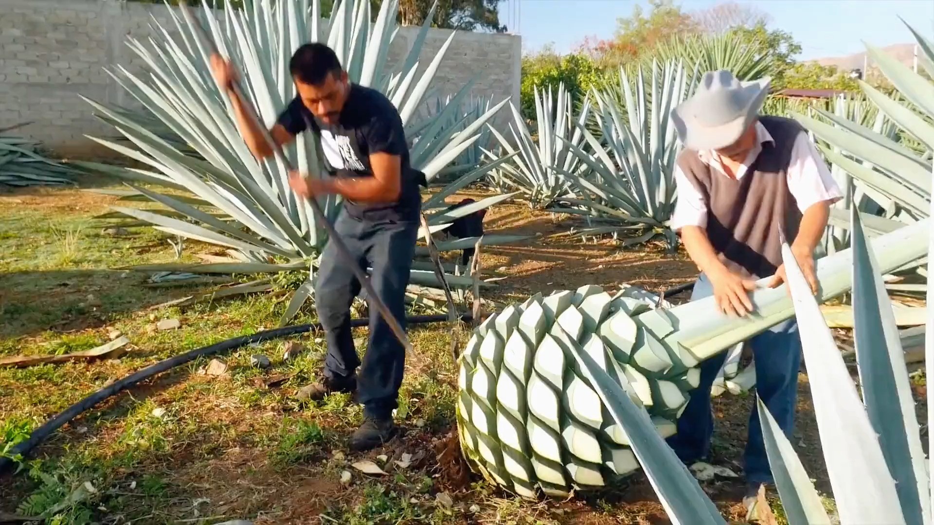 巨型“菠萝”是怎么酿酒的？墨西哥的灵魂，龙舌兰酒。 #龙舌兰 #龙舌兰酒生产过程 # #酒知识.mp4

