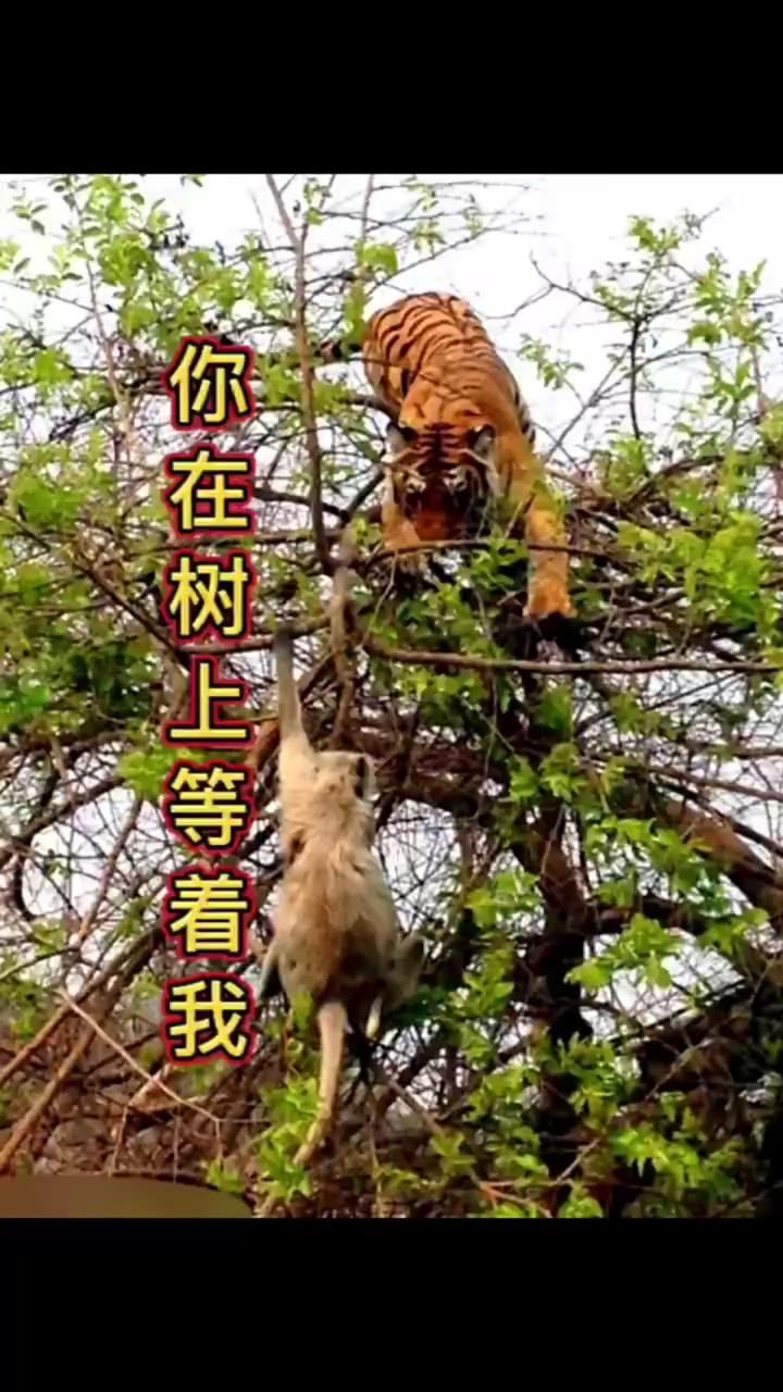 猴子嘲笑老虎不会上树 没想到它真的来了