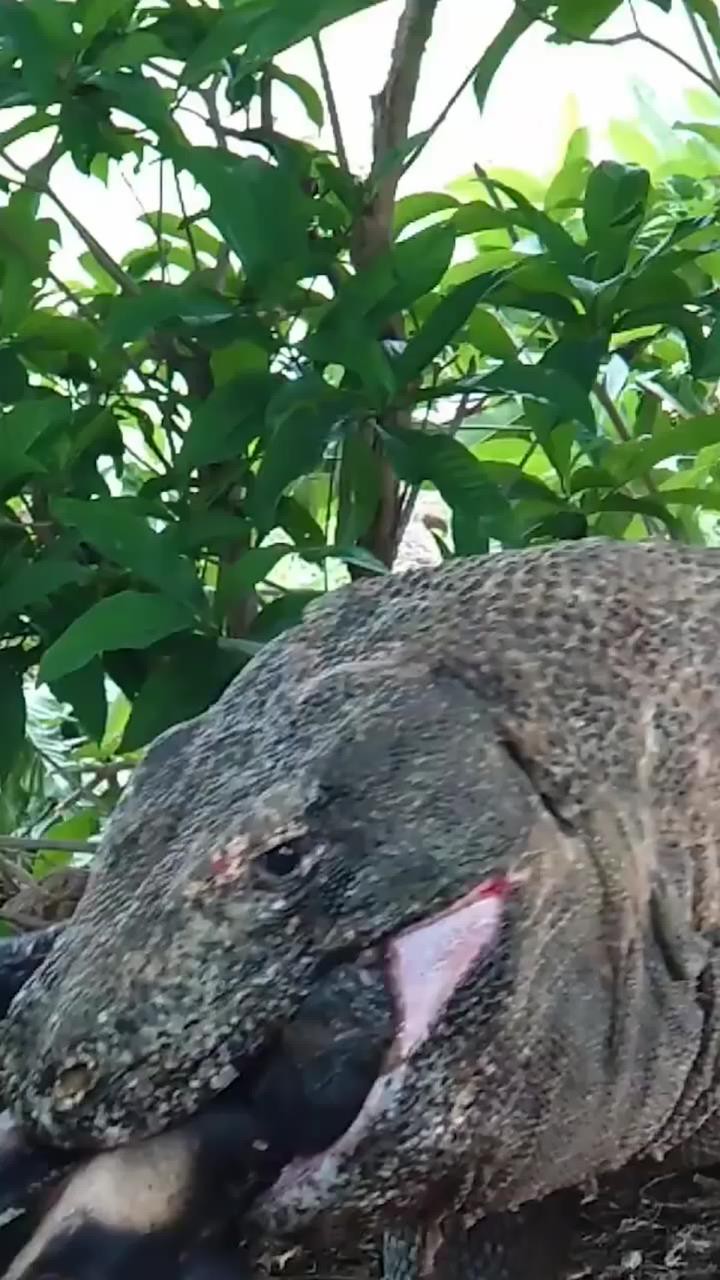 科莫多巨蜥被卡住喉咙。