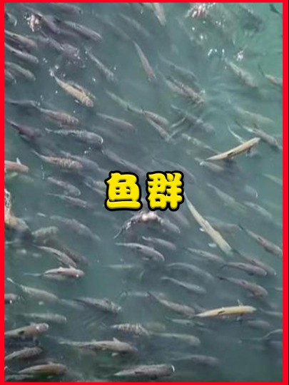 长江禁渔效果显著，鱼多到把水染黑，居民：60年一遇的鱼群！