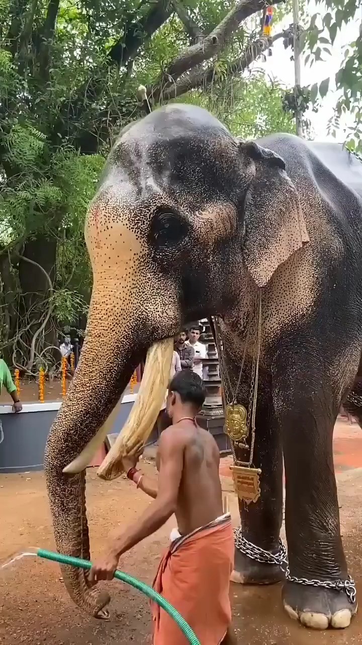 给大象清理牙齿.