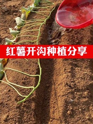 分享一个红薯苗开沟种植方法。