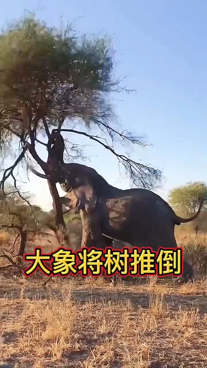 大象利用鼻子，将一棵树推倒 