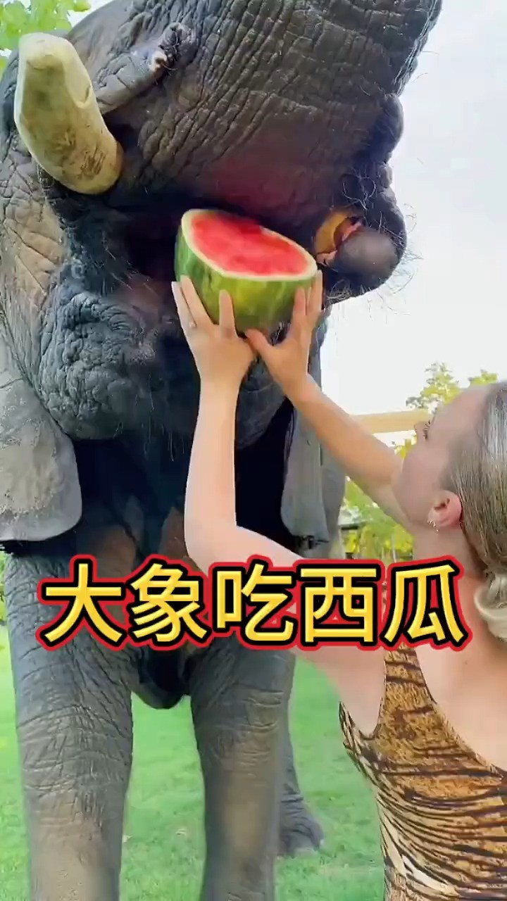 近距离观看大象吃西瓜