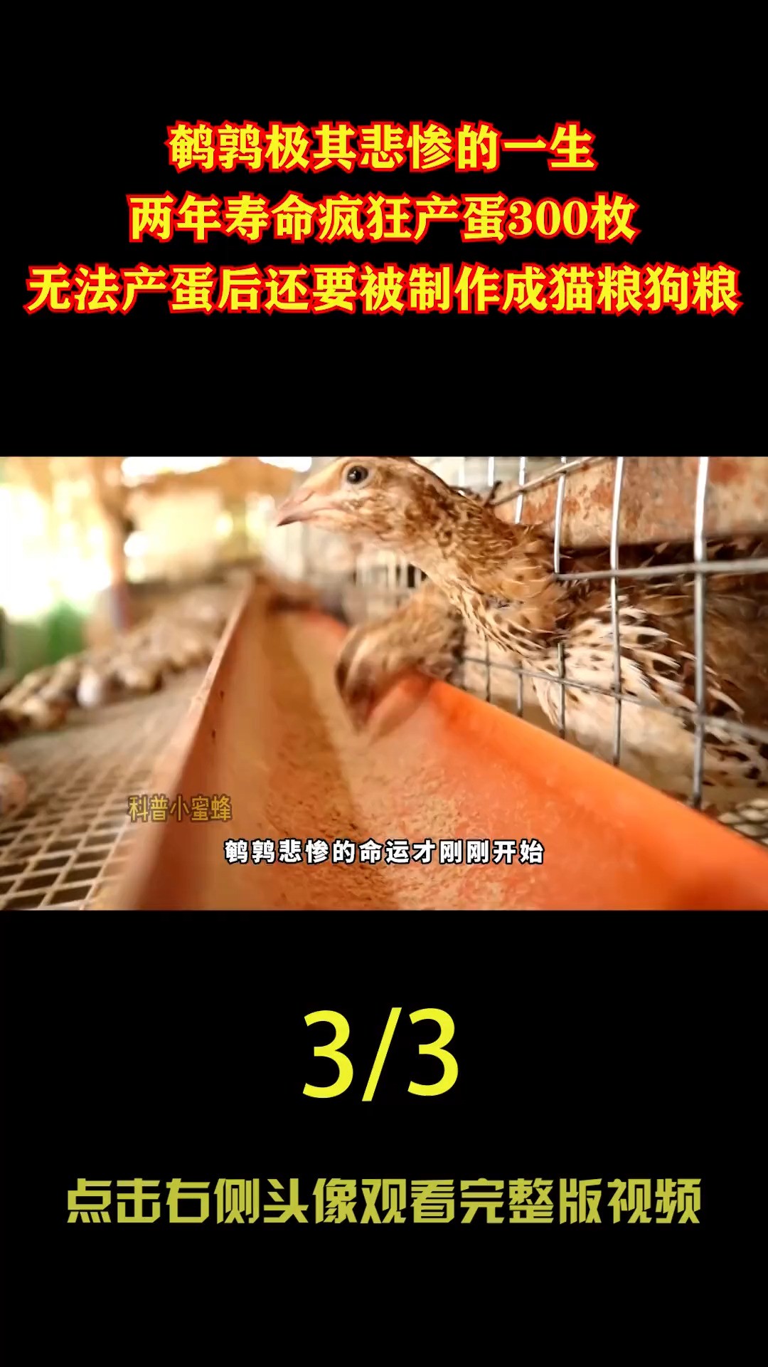 鹌鹑悲惨的一生，两年寿命产蛋300枚，最后还要被制作成猫粮狗粮#鹌鹑#鹌鹑蛋#家禽#宠物粮#涨知识 (3)