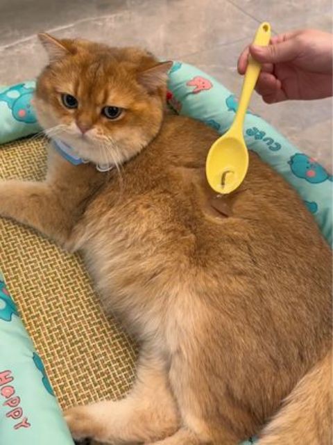 世界上最小的人工湖诞生啦！！！ #素力高鱼油 #掉毛  #宠物鱼油 #科学养宠攻略 #抖in萌宠计划