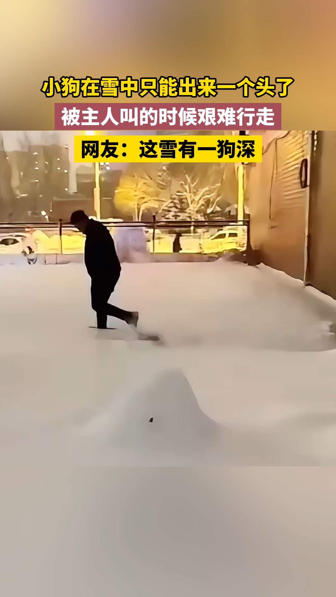 网友：这雪有一狗深