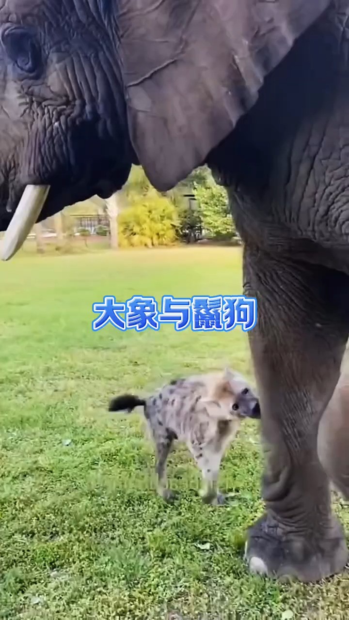 不知天高地厚的鬣狗竟然想袭击大象 #动物世界