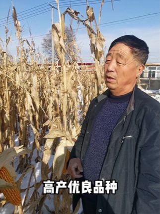 辽宁玉米种植大王，3万亩地一年收入过千万