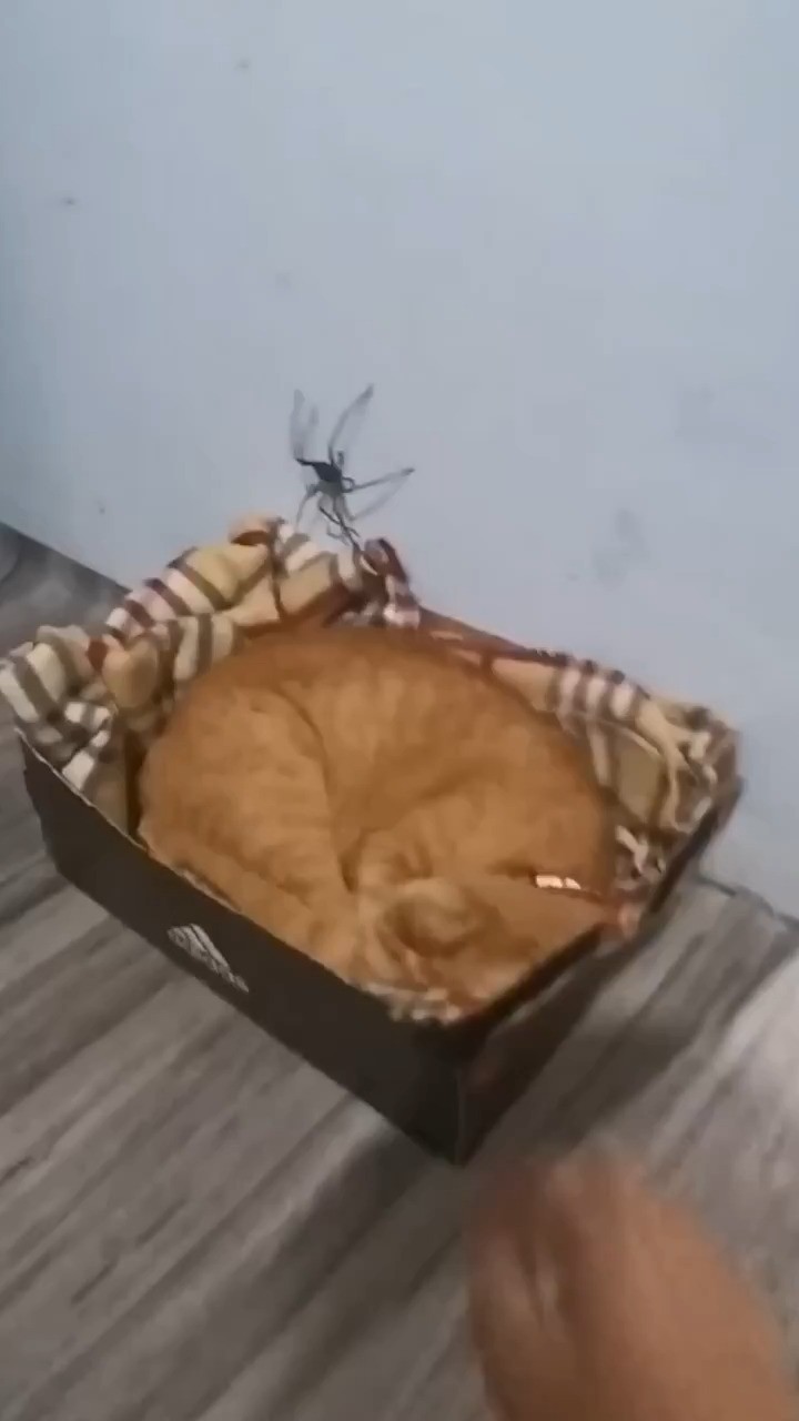 宠物猫捉大蜘蛛#猫咪