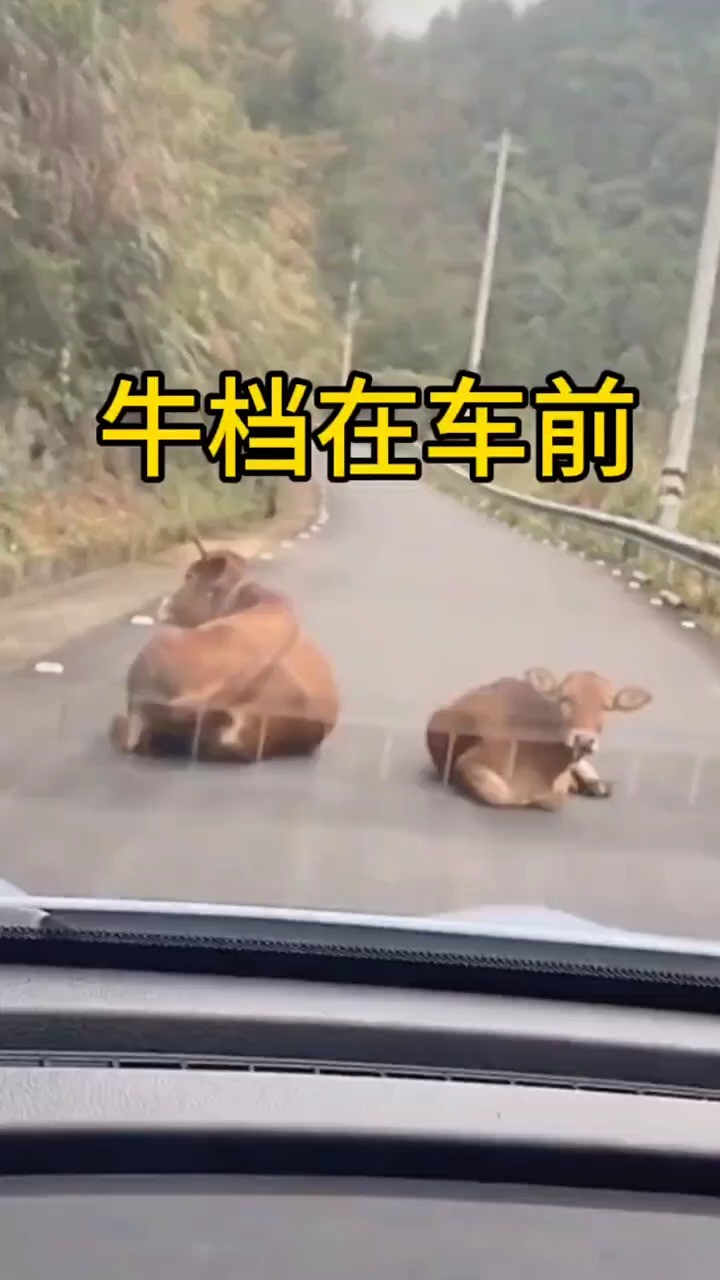 牛挡在车前